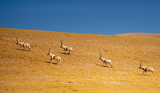 Naturschutzgebiete von Tibet