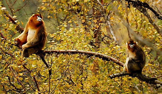 Vogelbeobachtung und Wildlife Abenteuerreisen in Süd-Shaanxi und West-Sichuan