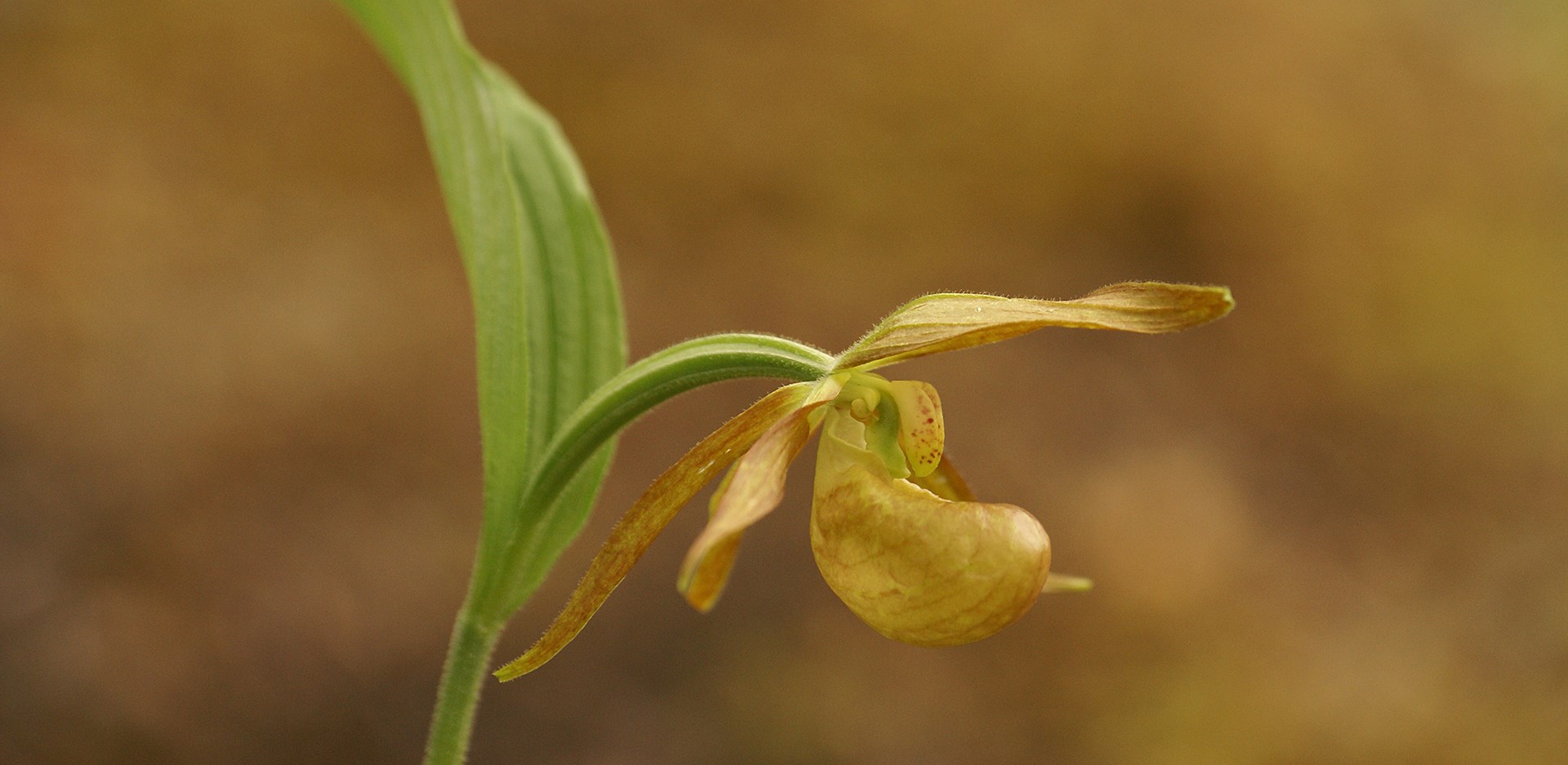 Orchideen-Beobachtungsreise in West-Sichuan