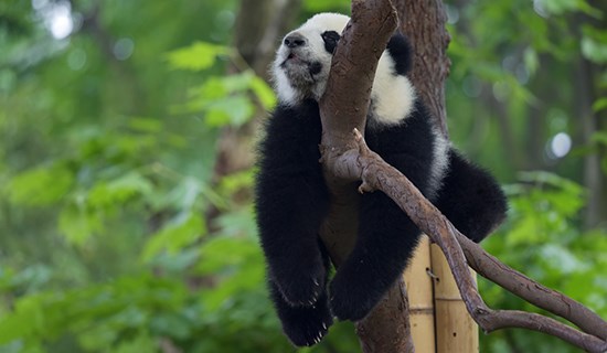 Höhepunkte von Sichuan