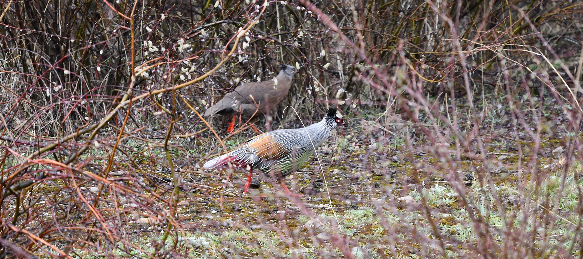 Vogel- und Wildtier-Beobachtung in Kham und Amdo